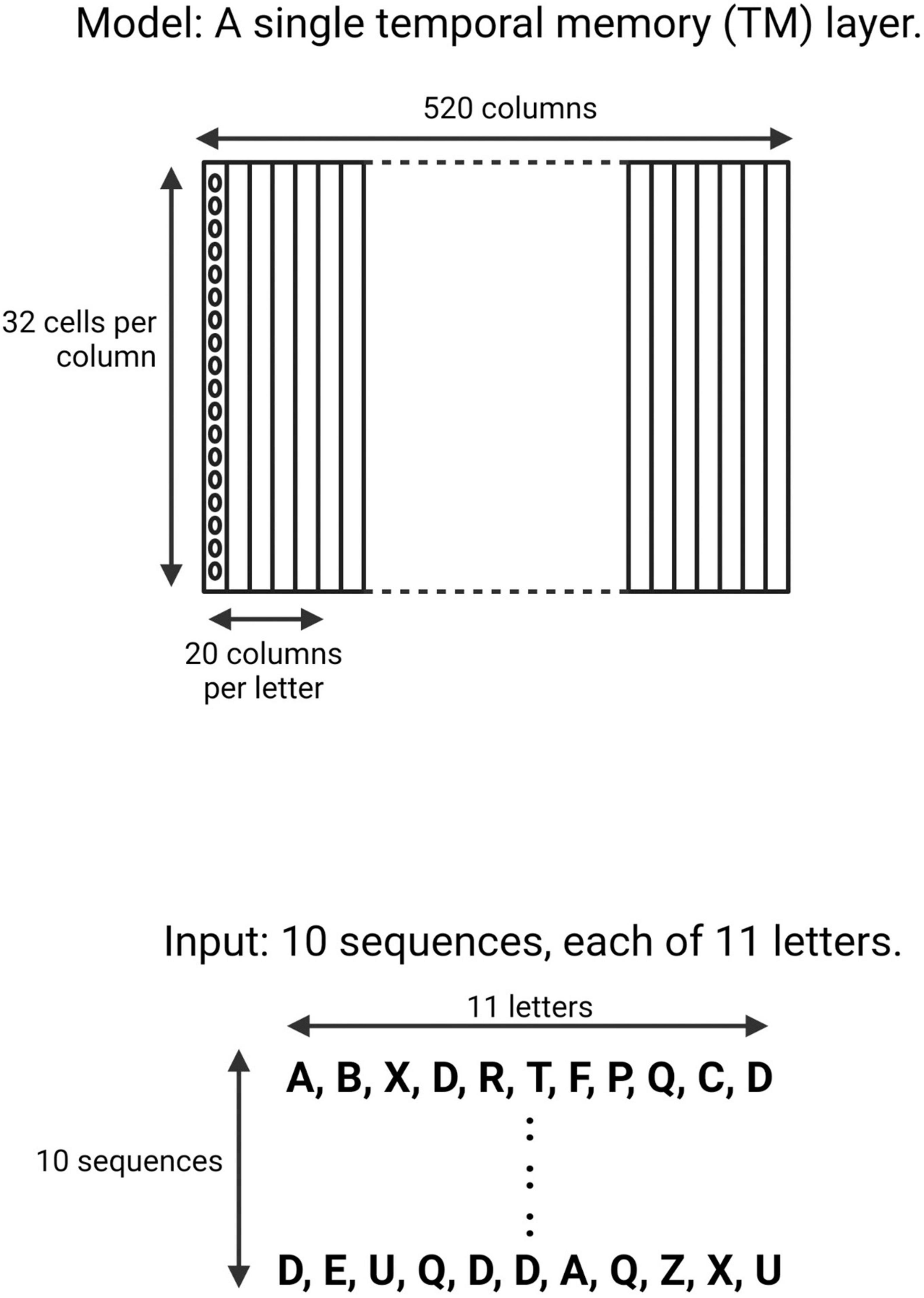 Synapses, predictions, and prediction errors: A neocortical computational study of MDD using the temporal memory algorithm of HTM